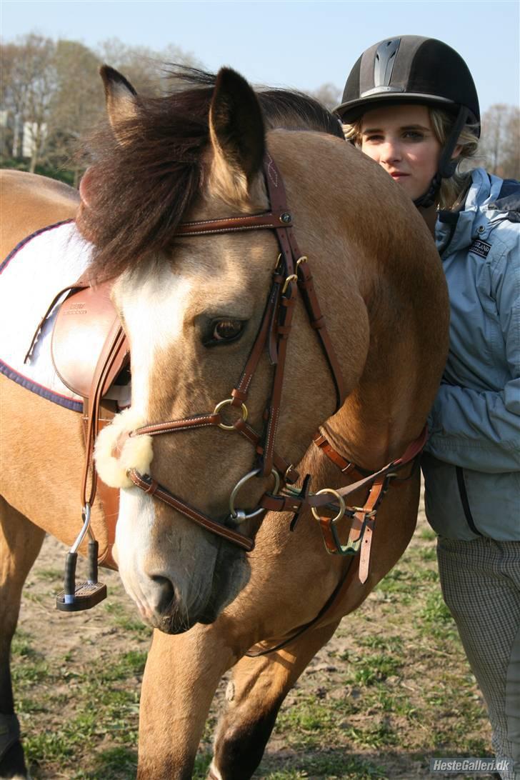 Irsk Sportspony Lady Light Foot :* SOLGT!* - Lady, du er en fantastisk pony ! <3 Elsker hende :ii Foto: Sipo - sommer 08. billede 6