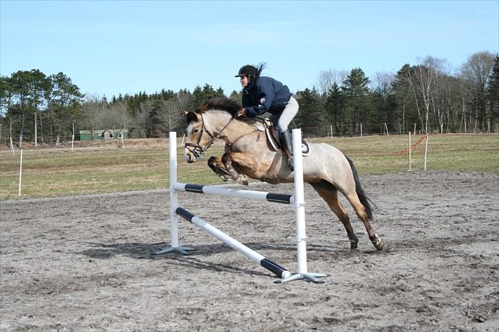 Irsk Sportspony Lady Light Foot :* SOLGT!* - Træning hjemme ved min mor (´; <3 billede 10