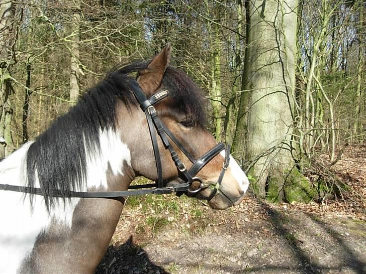 Anden særlig race Anton ( solgt) - skovtur billede 6