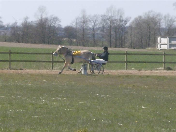 Fjordhest Tulle - tulle i løb med stine  billede 10