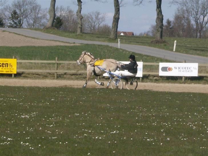 Fjordhest Tulle - tulle i løb med stine  billede 11