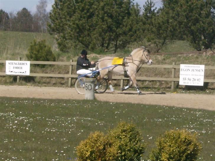 Fjordhest Tulle - tulle i løb med stine  billede 12
