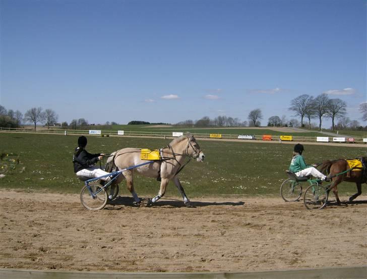 Fjordhest Tulle - tulle i løb med stine  billede 13