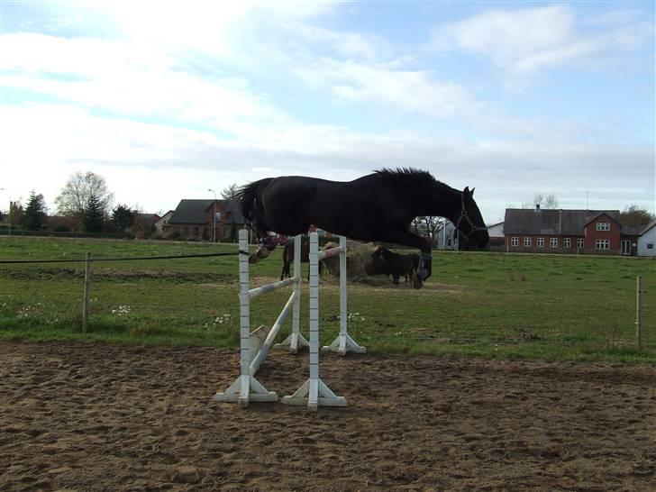Anden særlig race Mowgli billede 10