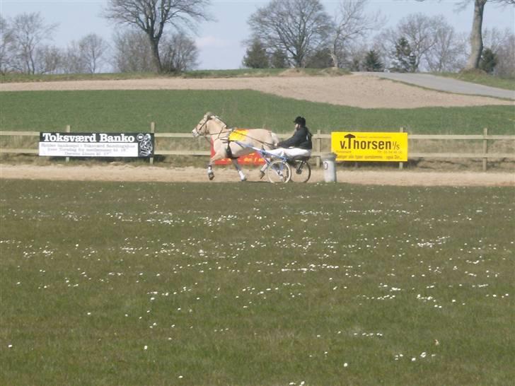 Fjordhest Tulle - tulle i løb med stine  billede 14