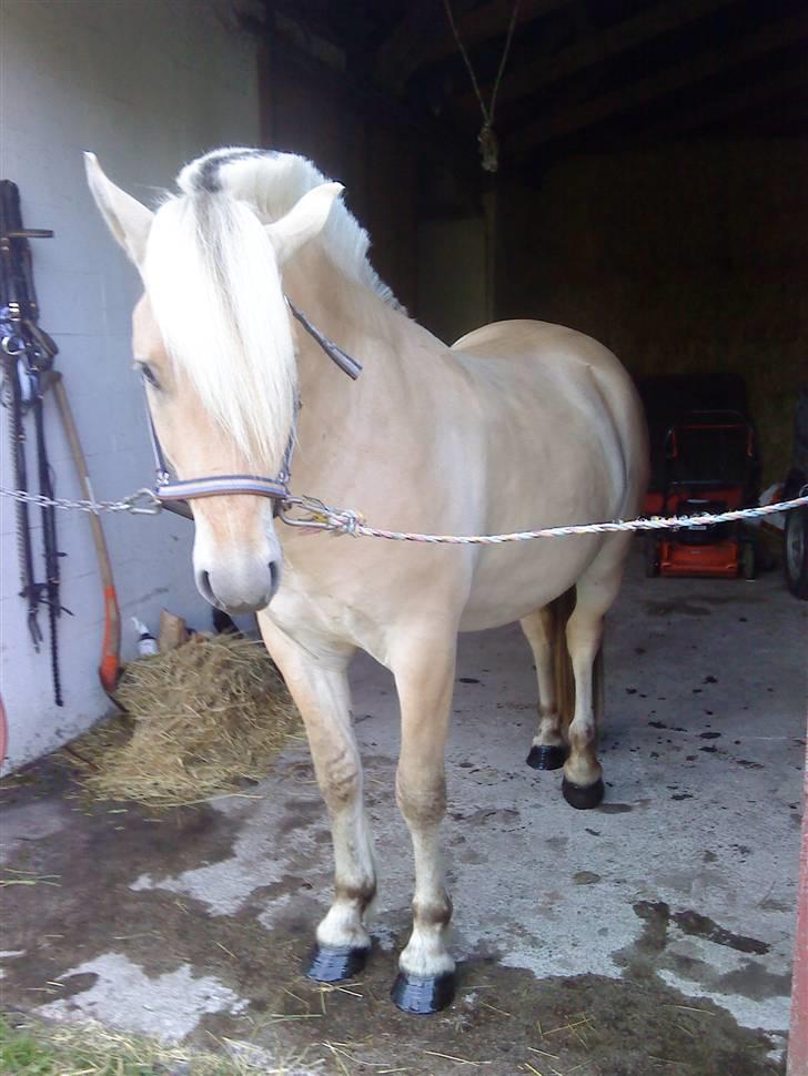 Fjordhest LOGIK MØLDRUP - 14/7 09 billede 6