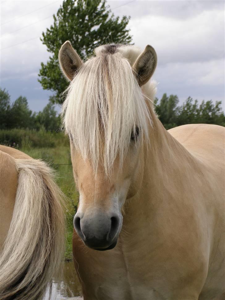 Fjordhest LOGIK MØLDRUP - 19/7 09 billede 9