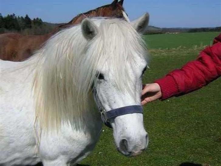 Welsh Pony (sec B) | Cindia | billede 2