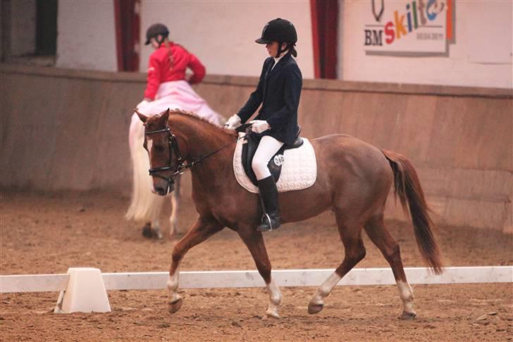 Belgisk Sportspony Iroko Streyenhof-Solgt. - Iroko og Ditte. Find hende herinde under ponyen, Tøsen:) billede 18