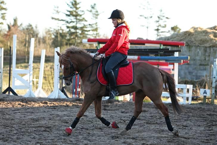 Belgisk Sportspony Iroko Streyenhof-Solgt. - Fototgraf: Sandra Buus billede 19