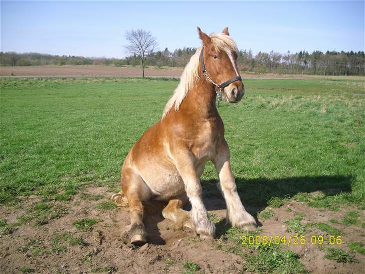 {{currentPhoto.altText}} billede {{currentPhoto.number}}