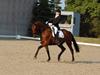 Trakehner MANCHET MONTANA - Solgt [Tidl. hest]
