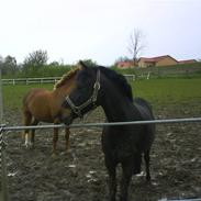 Anden særlig race Dyrkærgårds La Toya Gl. P