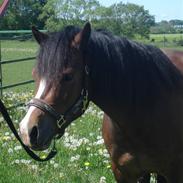 Welsh Pony af Cob-type (sec C) Bonfire