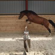 Welsh Pony af Cob-type (sec C) Bonfire