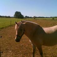 Fjordhest Odin #SOLGT#