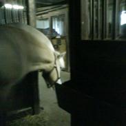 Fjordhest Ingegårds Uta (Solgt)