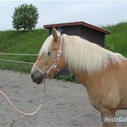 Haflinger Meike - solgt - 