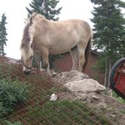 Fjordhest Lasse
