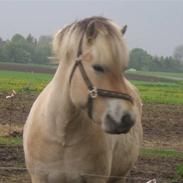 Fjordhest Lasse