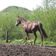 Anden særlig race Jason