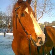 Trakehner Goliath