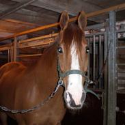 Trakehner Goliath