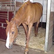 Trakehner Goliath