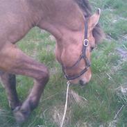 Anden særlig race musse hvile i fred elsked