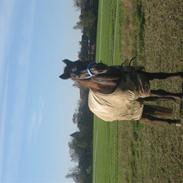 Connemara enghøjs duke (død)