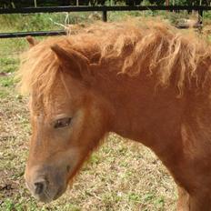 Shetlænder Tullamore solgt