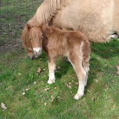Shetlænder Tullamore solgt