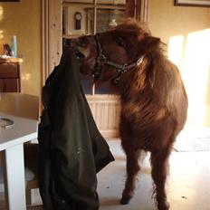 Shetlænder Tullamore solgt