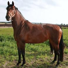 Dansk Varmblod RDH Cre-linna SOLGT :(