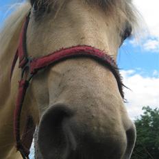 Anden særlig race Freja <3