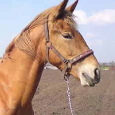 Frederiksborg Magic Star Light*SOLGT*