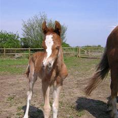 Welsh Pony af Cob-type (sec C) Eternal Amal<3