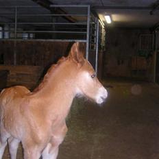 Welsh Pony af Cob-type (sec C) Eternal Amal<3