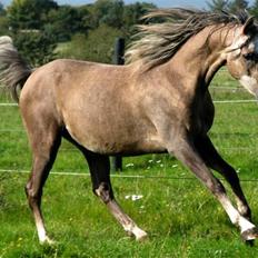 Arabisk fuldblod (OX) Faari Hisaan Star 