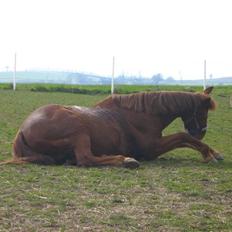 Anden særlig race Feifer 
