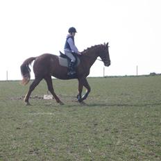 Anden særlig race Feifer 