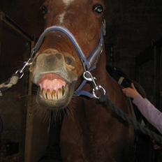 Anden særlig race Feifer 