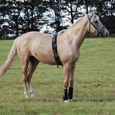 Palomino Gold Magnum X *SOLGT*