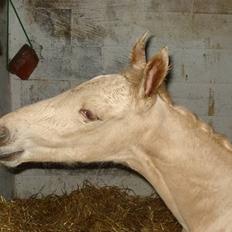 Palomino Gold Magnum X *SOLGT*