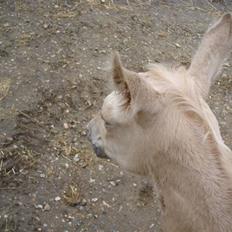 Palomino Gold Magnum X *SOLGT*