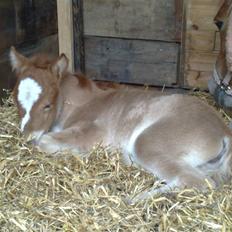 Shetlænder L. Miss Daisy *SOLGT*