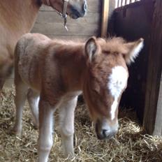 Shetlænder L. Miss Daisy *SOLGT*