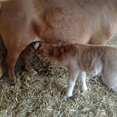 Shetlænder L. Miss Daisy *SOLGT*