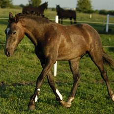 New Forest Cavallino - SOLGT