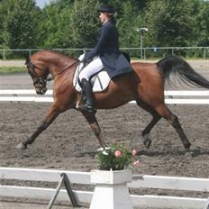 Arabisk fuldblod (OX) Thunder Cat OX